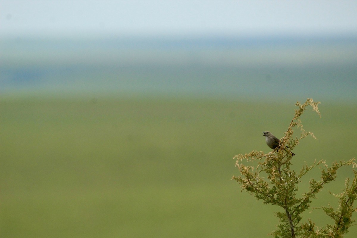 Brown-headed Cowbird - ML643003635