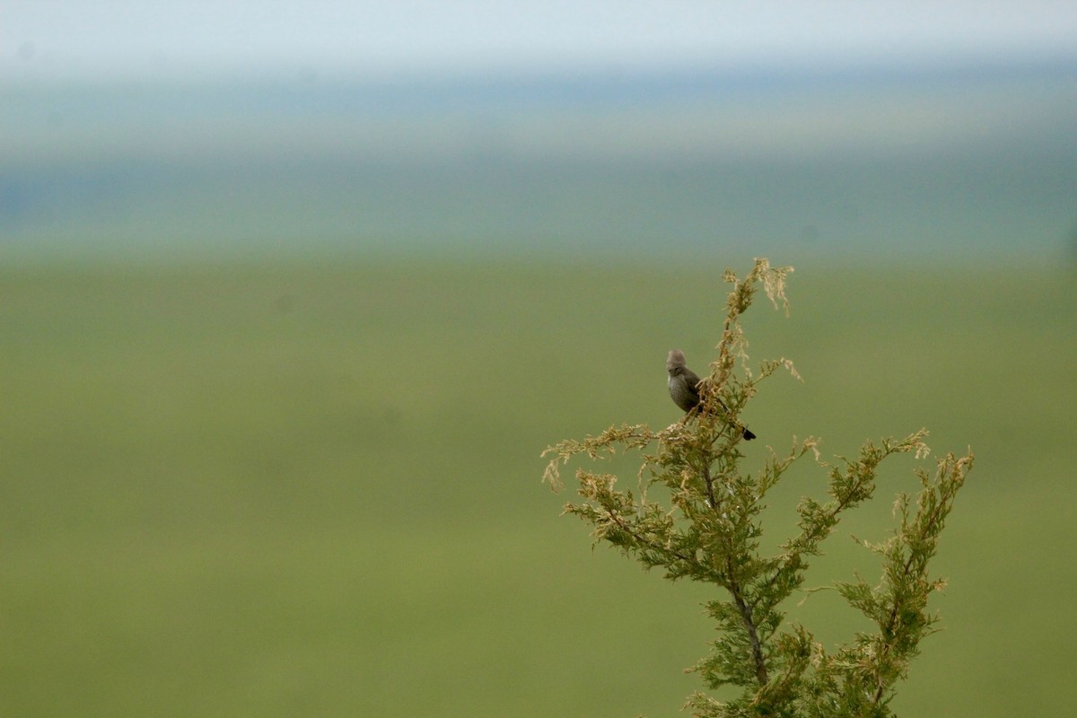 Brown-headed Cowbird - ML643003636