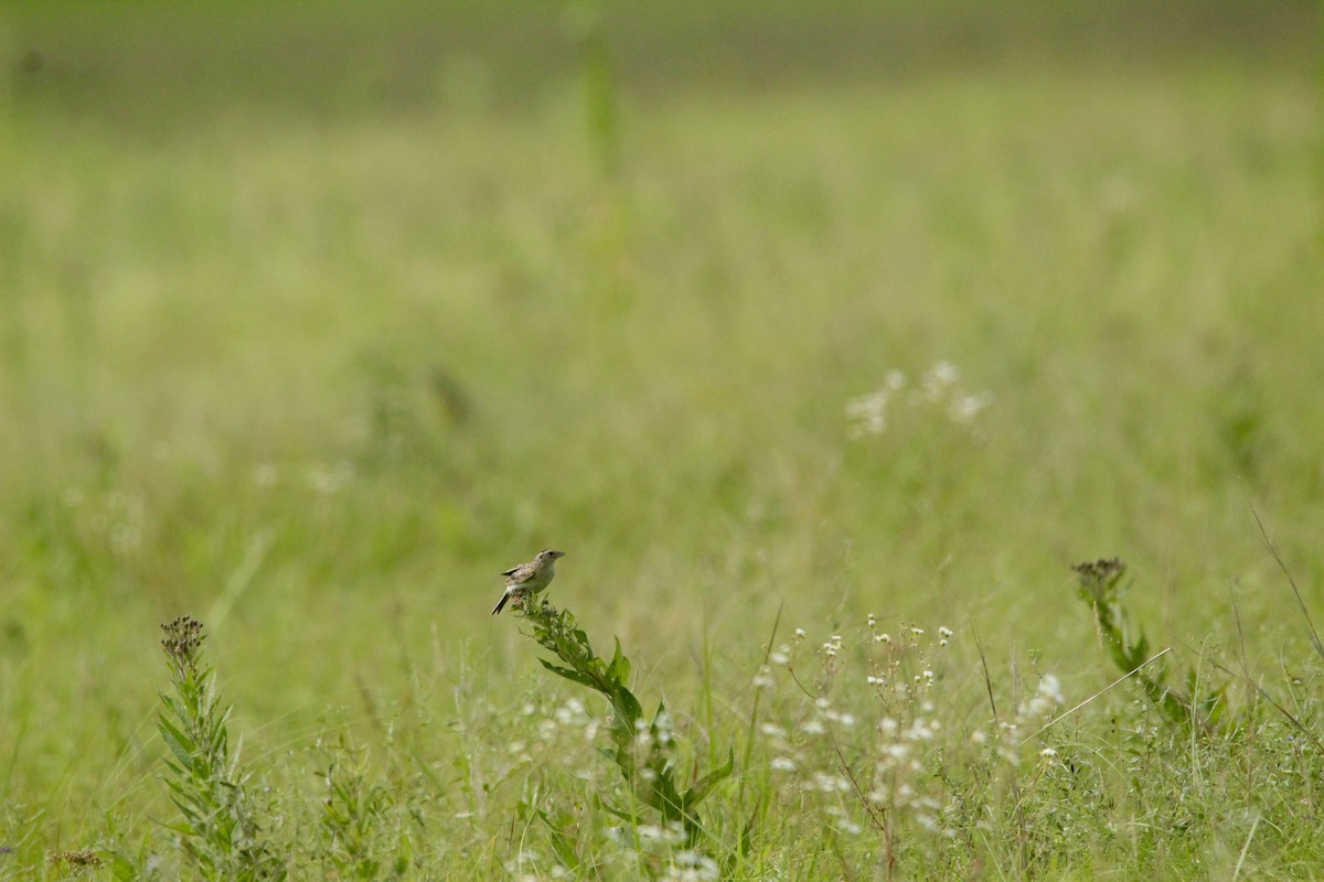 Grasshopper Sparrow - ML643003641
