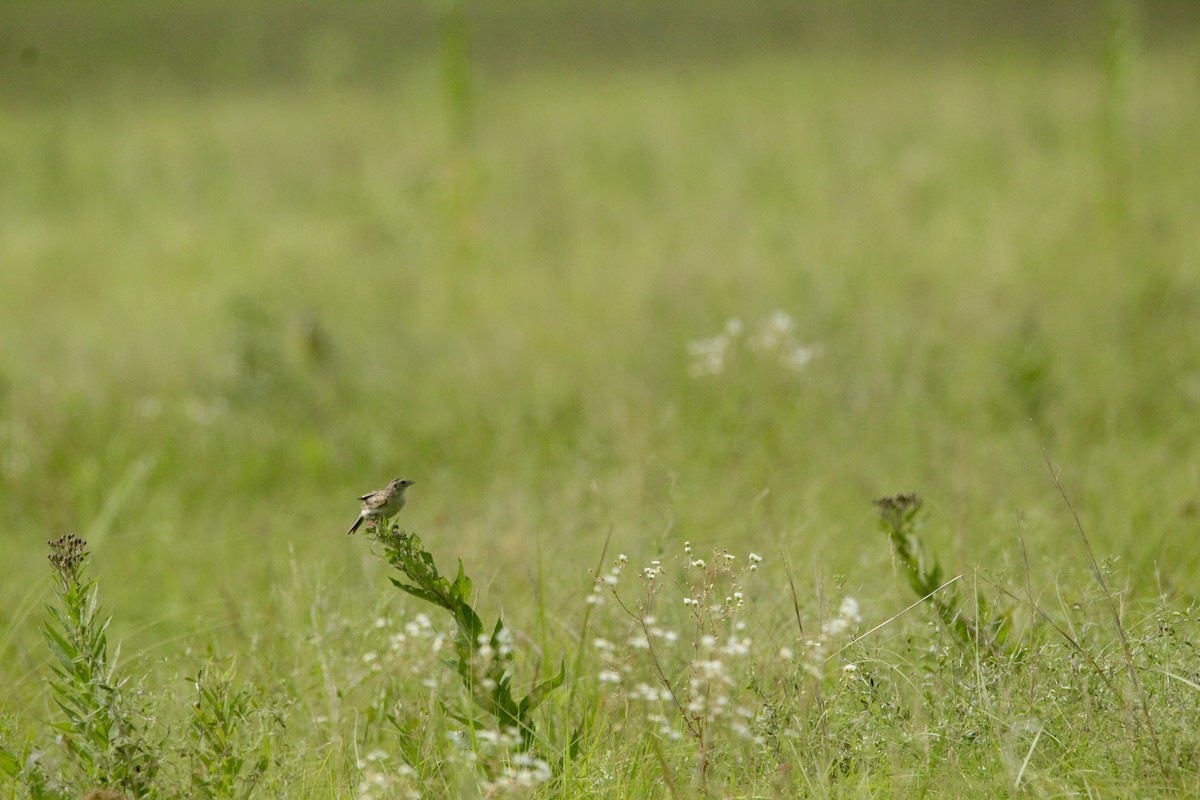Grasshopper Sparrow - ML643003642