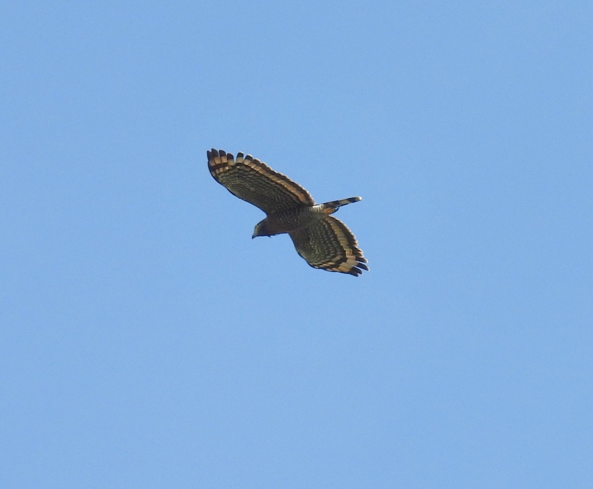 Sulawesi Serpent-Eagle - ML643003648