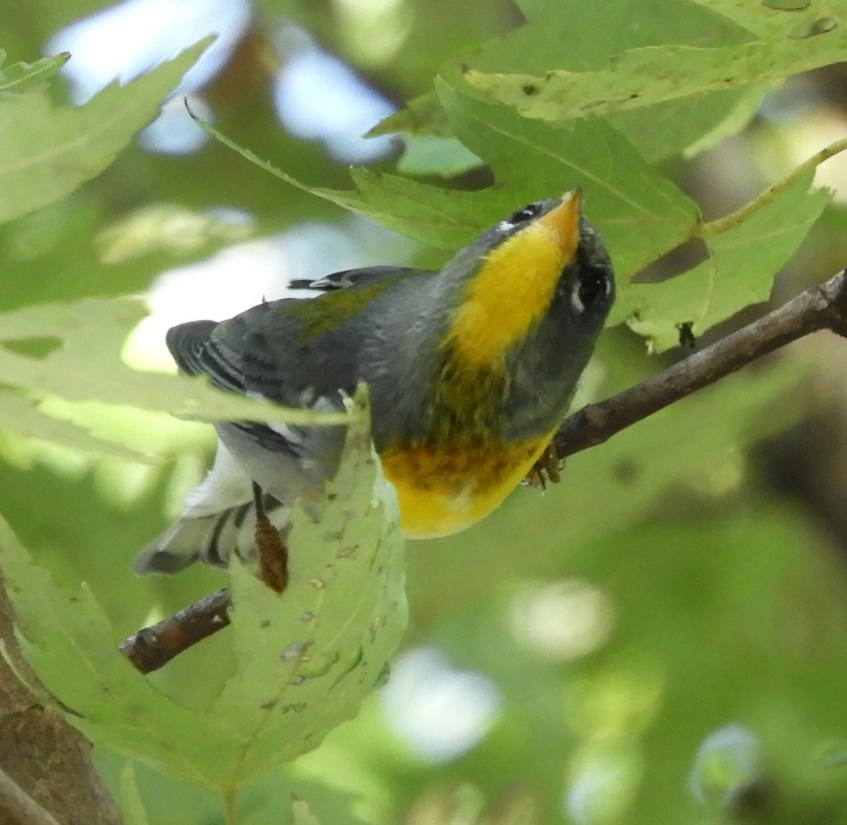 Northern Parula - ML643003665