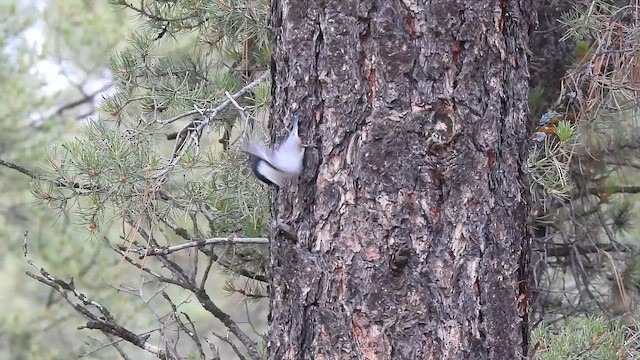 White-breasted Nuthatch (Interior West) - ML643003681