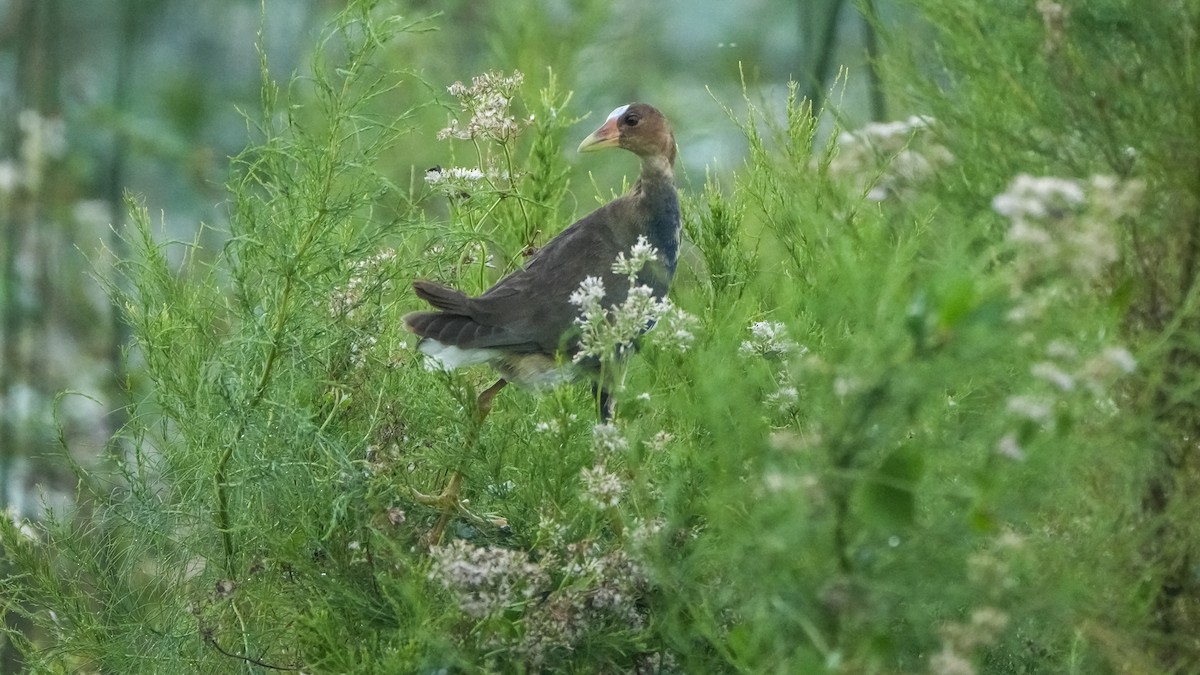 Purple Gallinule - ML643003682