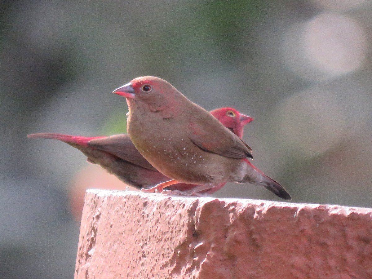 Red-billed Firefinch - ML643003684