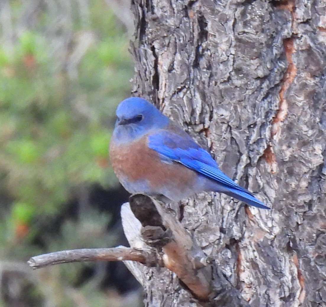 Western Bluebird - ML643003690