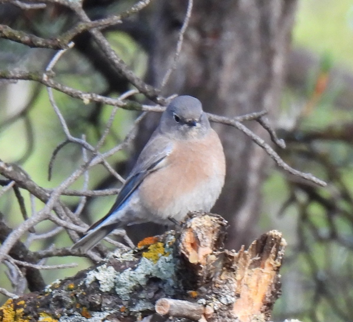 Western Bluebird - ML643003692
