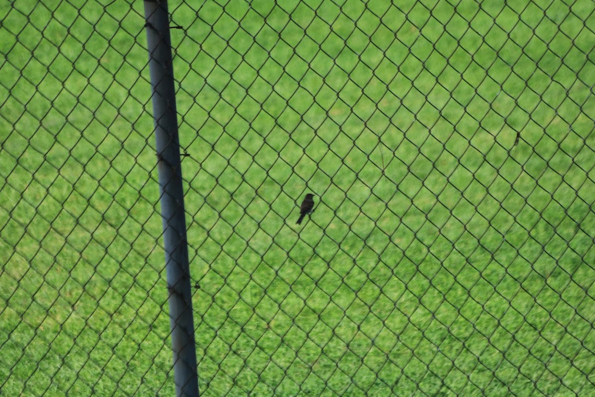 Chipping Sparrow - ML643003693