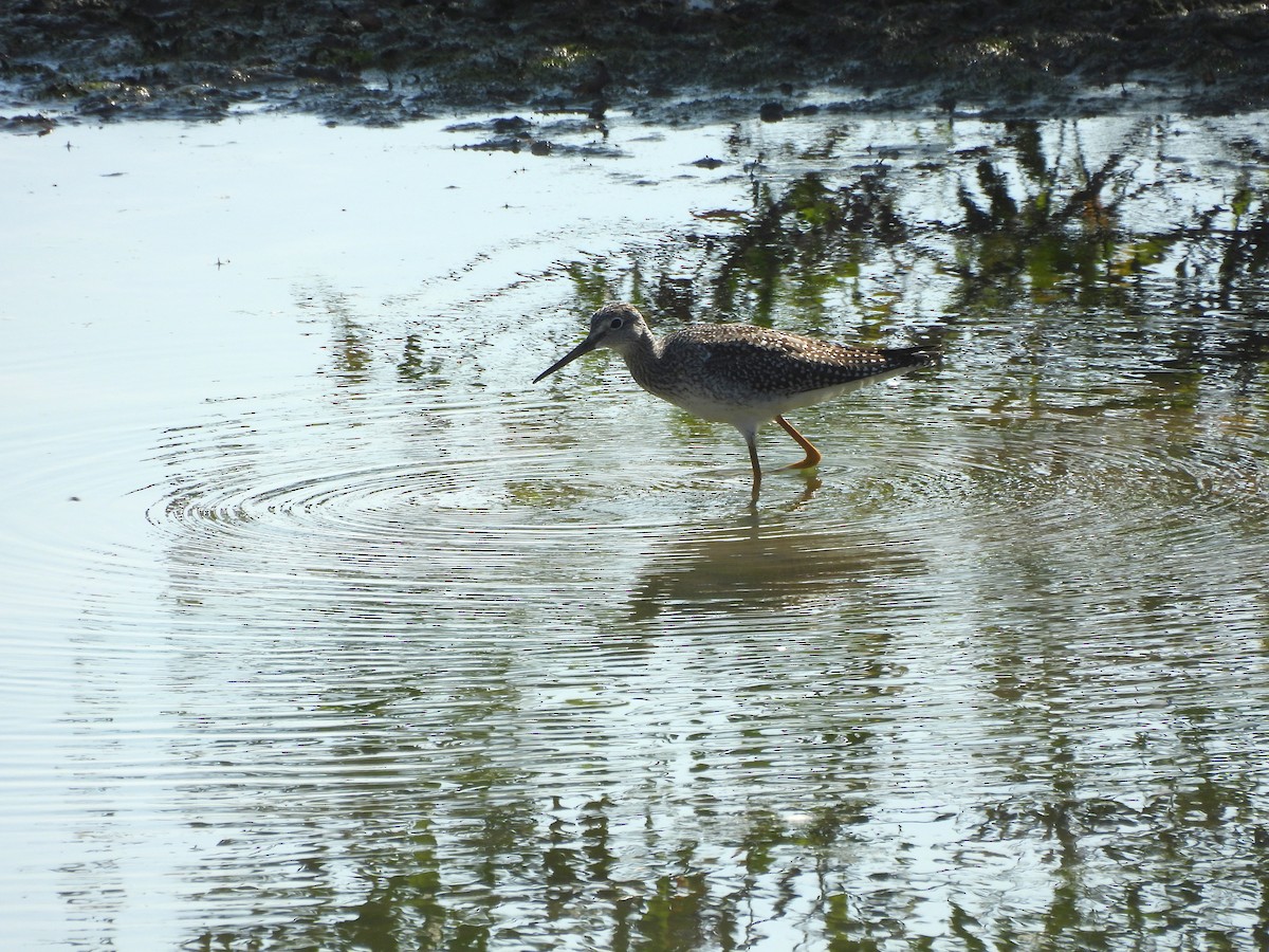 Greater Yellowlegs - ML643003694