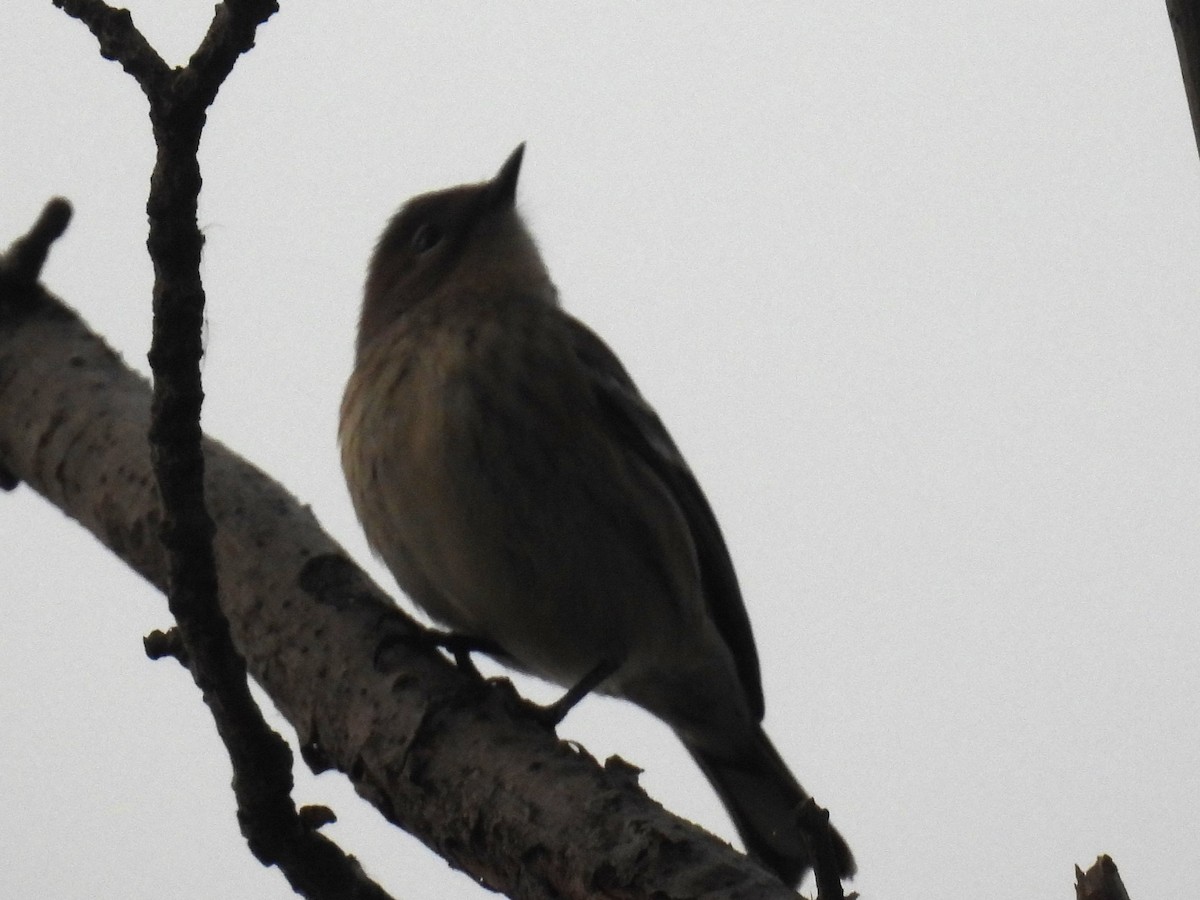 Yellow-rumped Warbler (Myrtle) - ML643003695