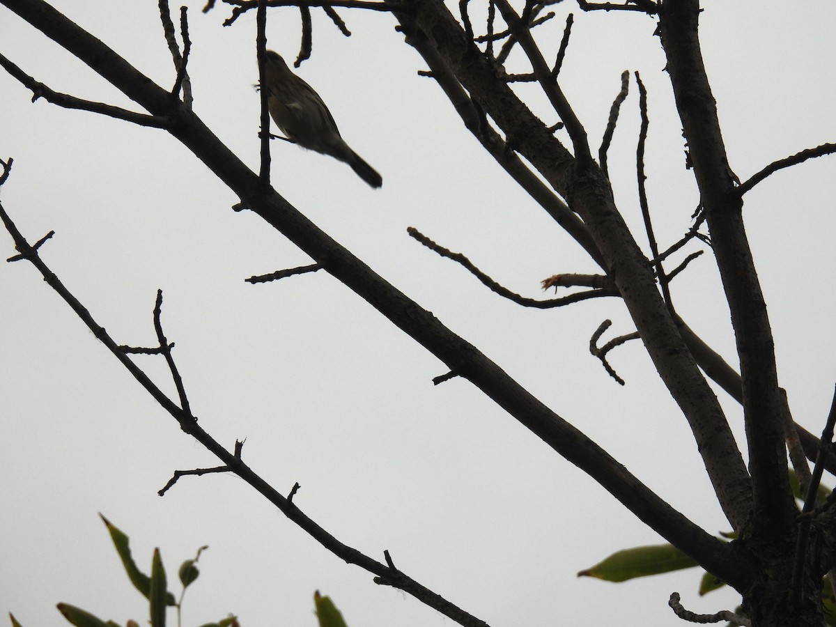Yellow-rumped Warbler (Myrtle) - ML643003696