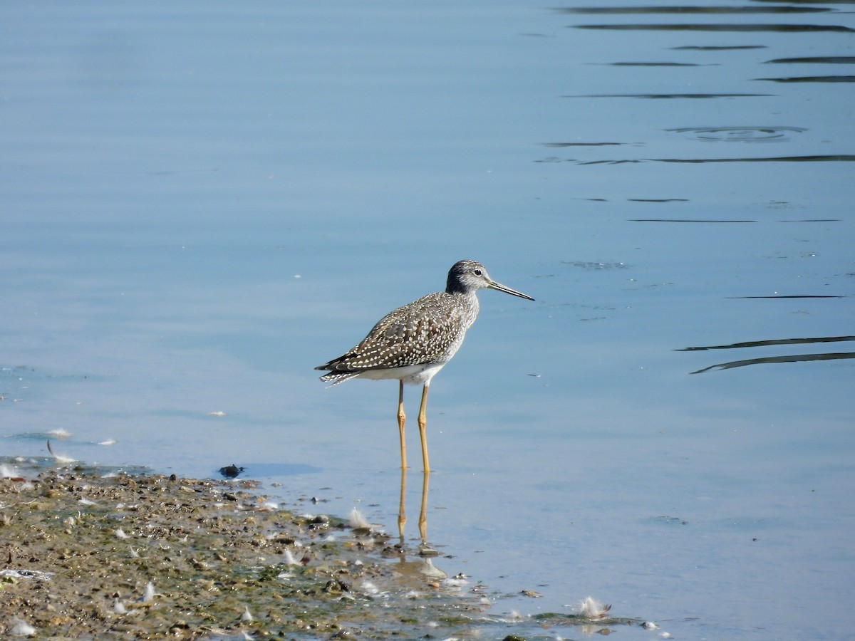 Greater Yellowlegs - ML643003697