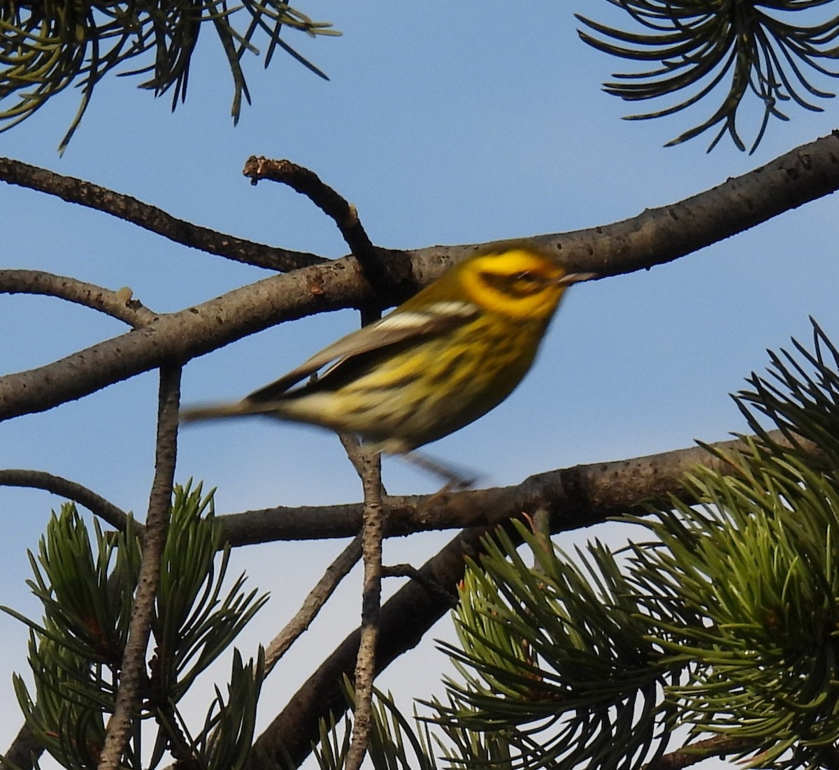 Townsend's Warbler - ML643003699
