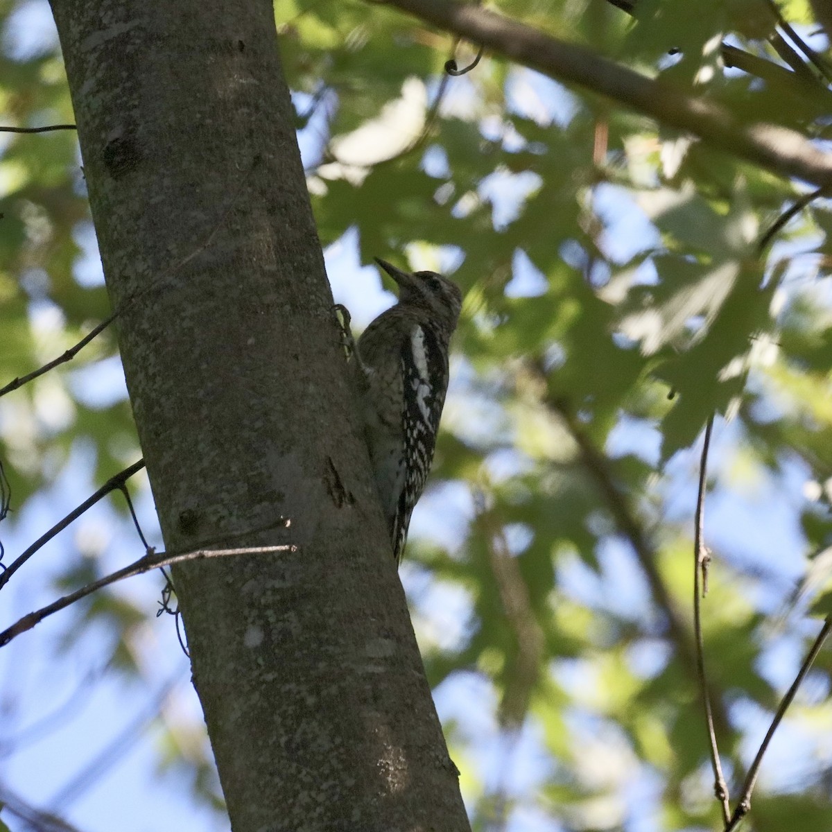 Yellow-bellied Sapsucker - ML643003701