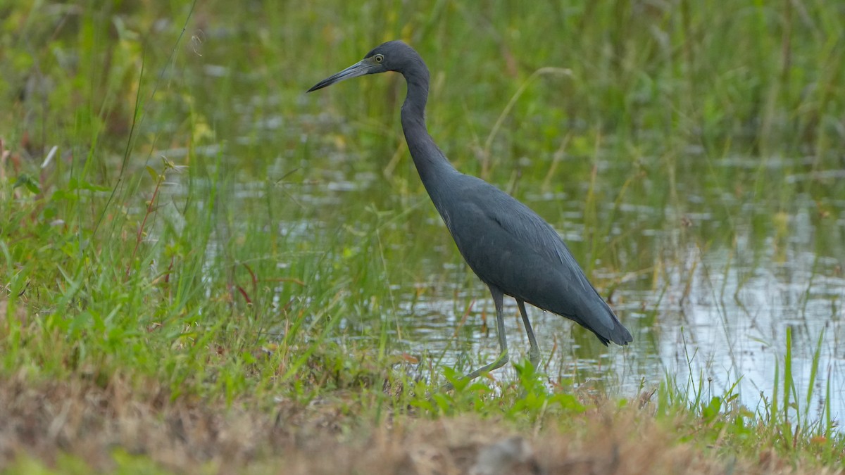 Little Blue Heron - ML643003703