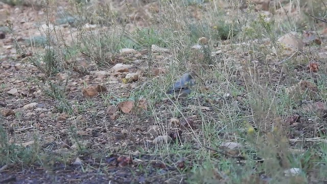 Pygmy Nuthatch - ML643003704