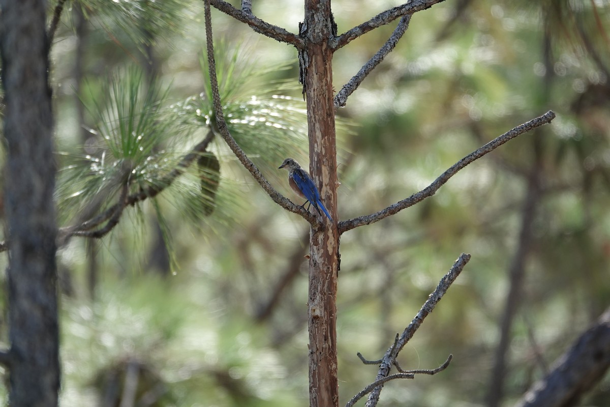 Eastern Bluebird - ML643003706