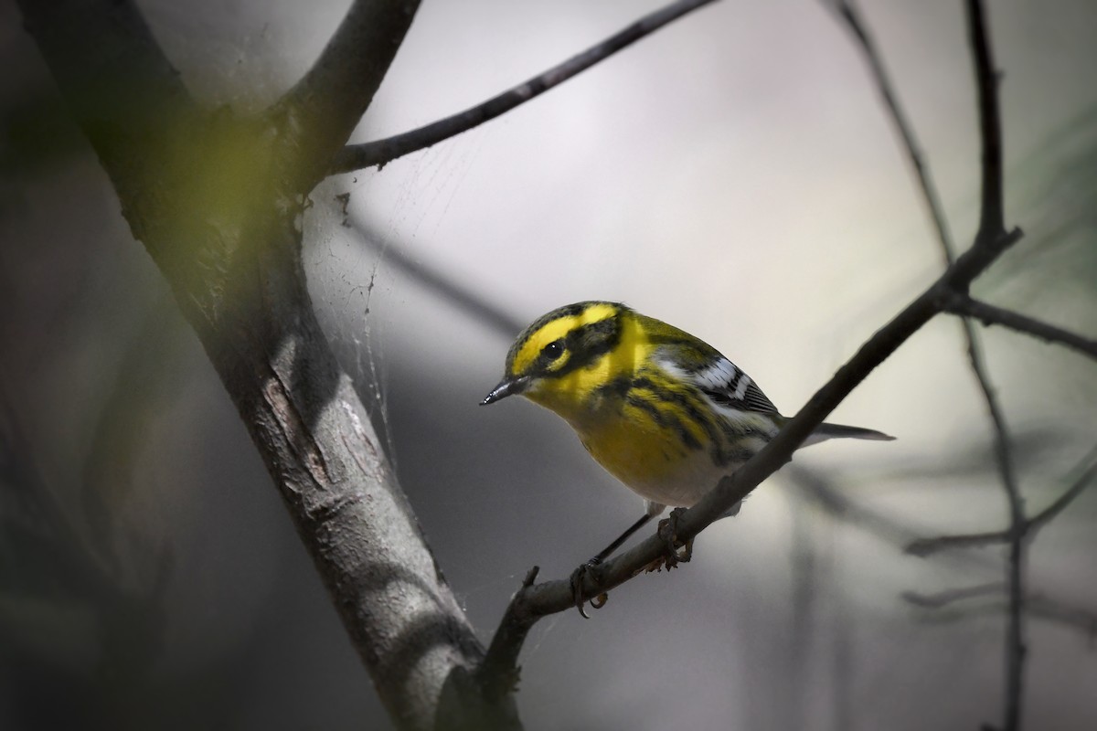 Townsend's Warbler - ML643003707