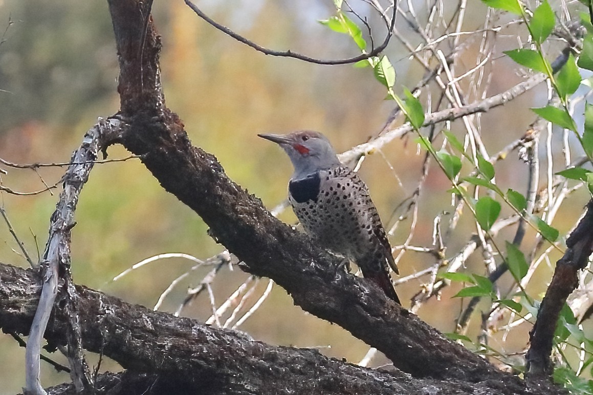 Northern Flicker - ML643003708