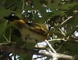 American Redstart - ML643003709