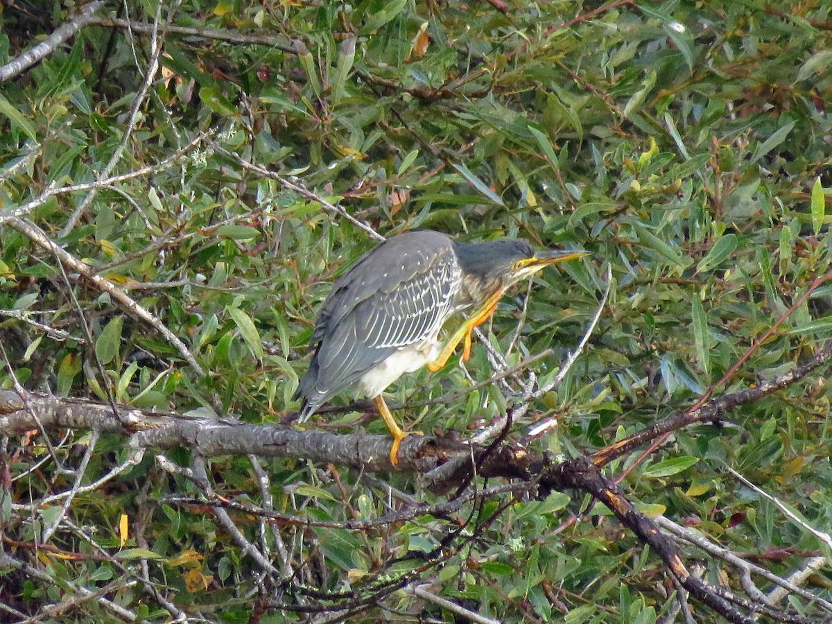 Green Heron - ML643003710