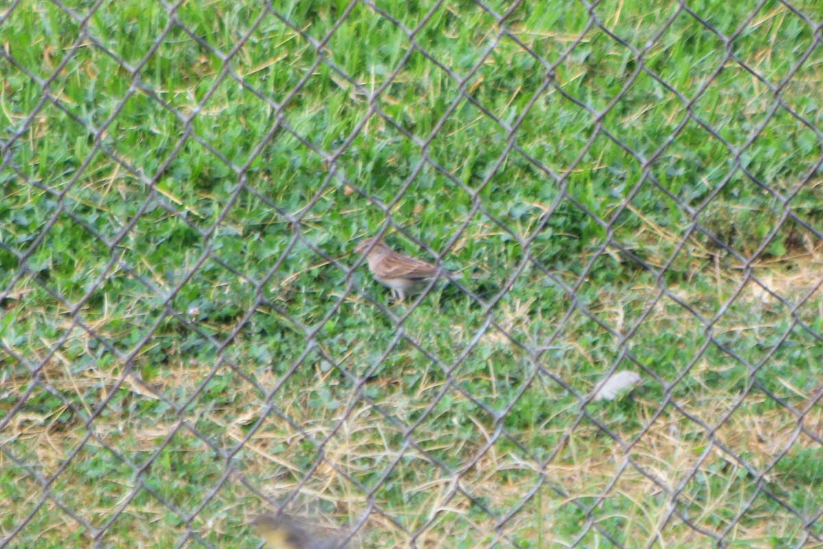 Chipping Sparrow - ML643003713