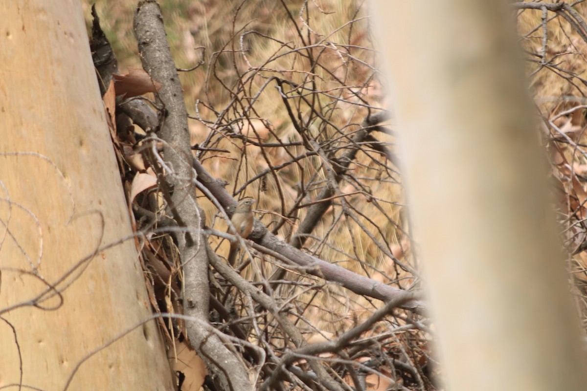 Rufous-crowned Sparrow - ML643003717