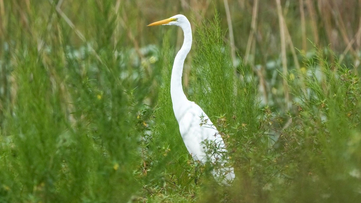 ダイサギ - ML643003718