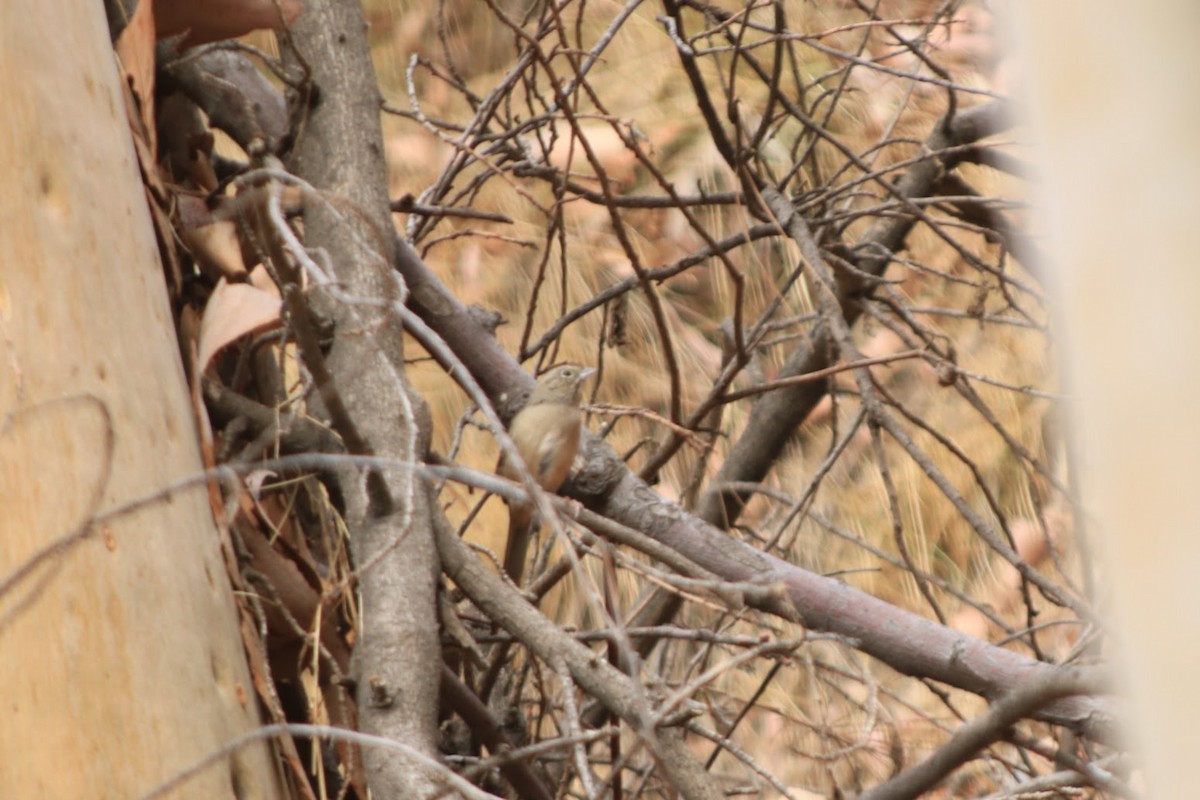 Rufous-crowned Sparrow - ML643003735