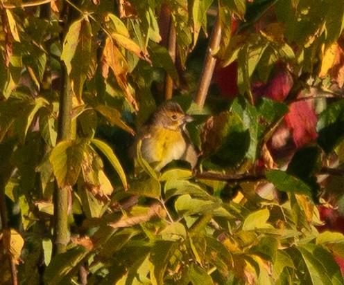 Dickcissel - ML643003761