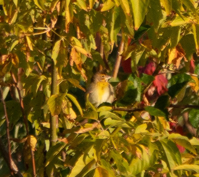Dickcissel - ML643003762
