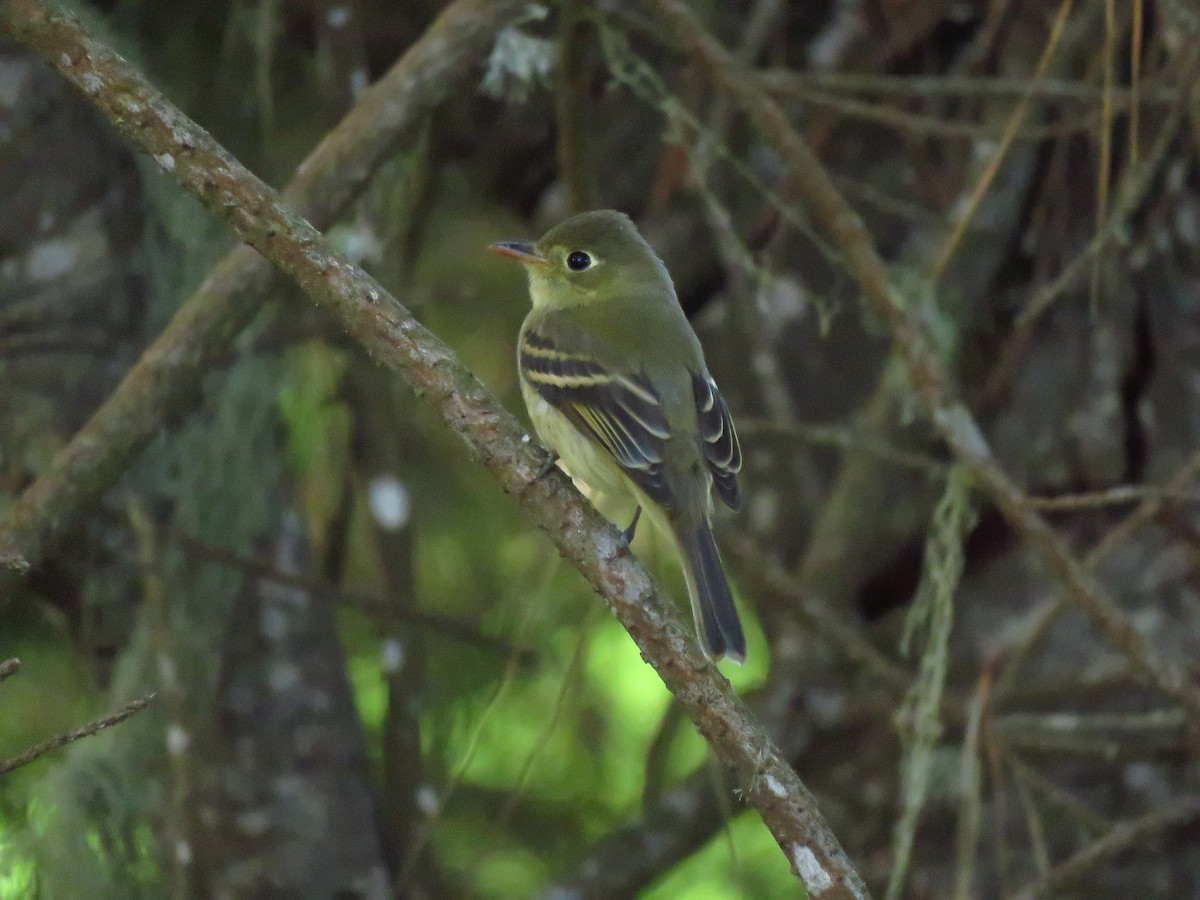 Western Flycatcher (Pacific-slope) - ML643003843