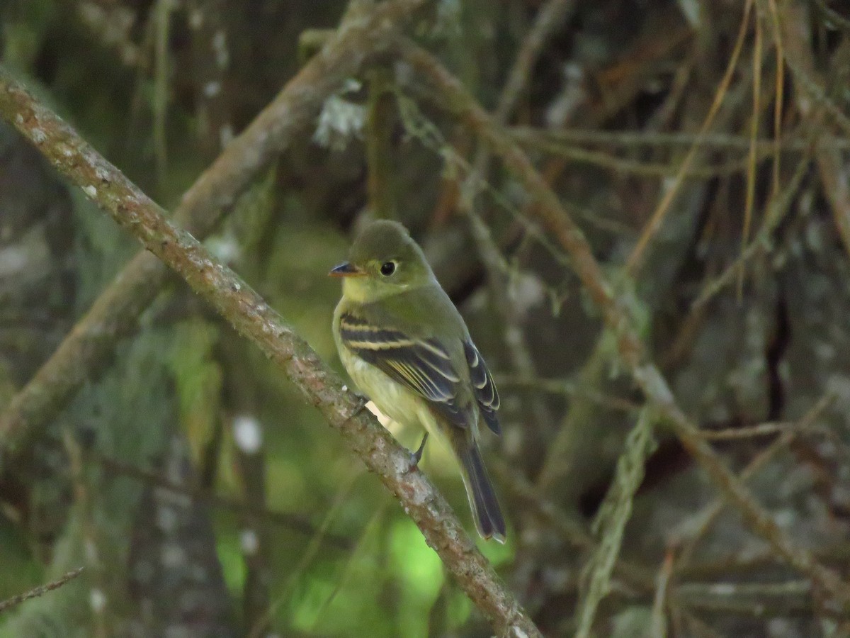 Western Flycatcher (Pacific-slope) - ML643003845