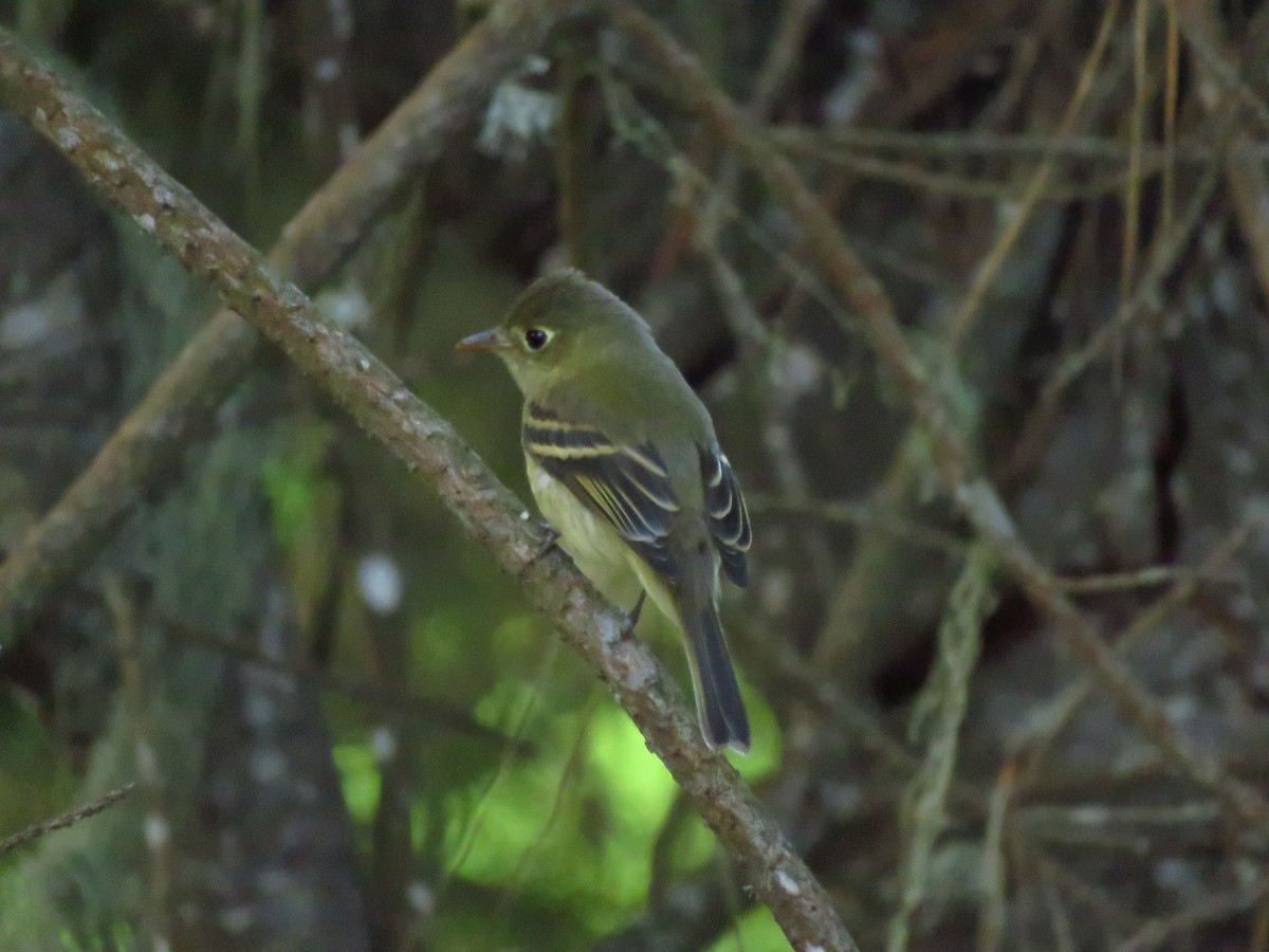 Western Flycatcher (Pacific-slope) - ML643003846