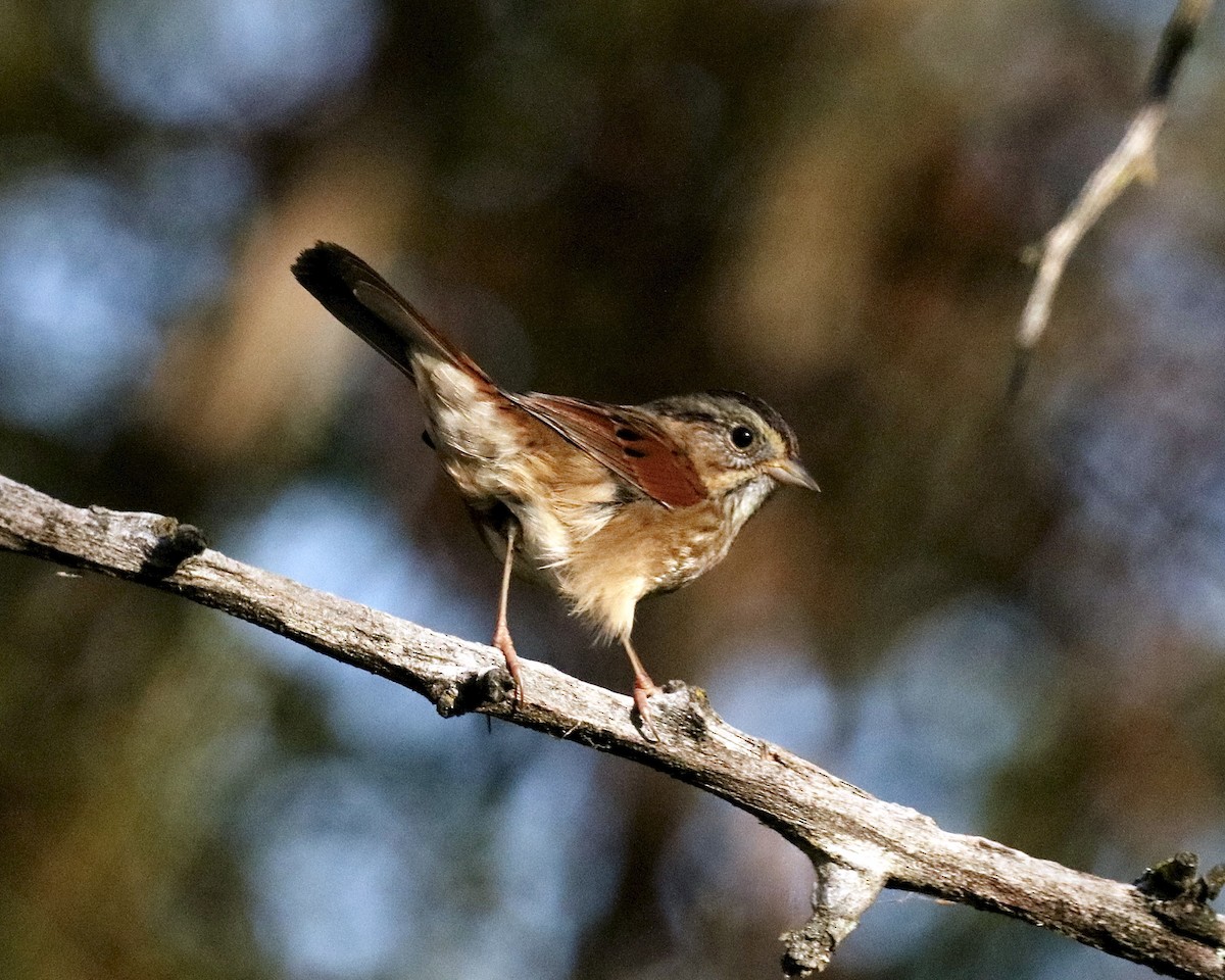 Swamp Sparrow - ML643003884