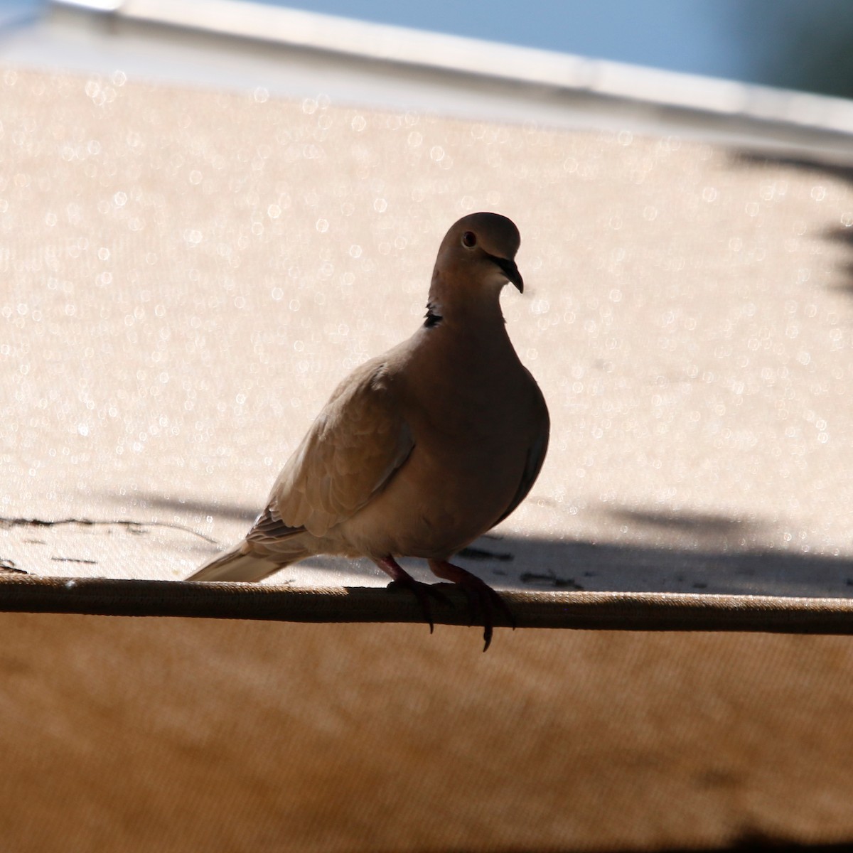 Eurasian Collared-Dove - ML643003911