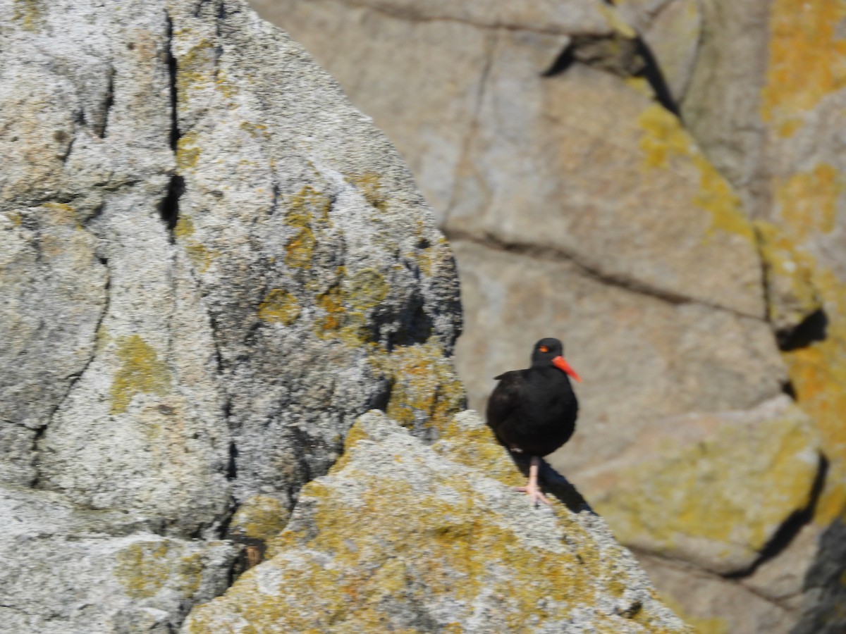 Black Oystercatcher - ML643003926