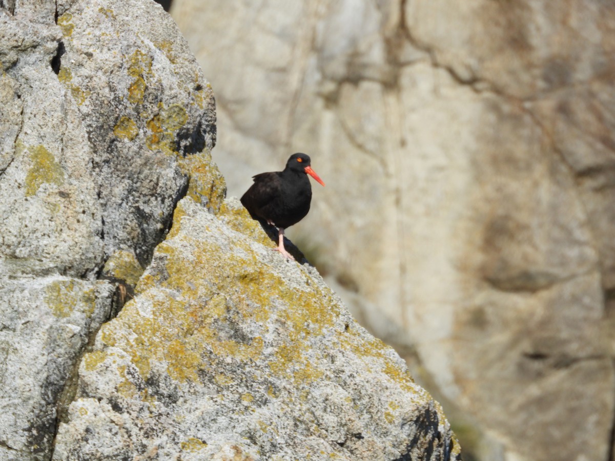 Black Oystercatcher - ML643003941