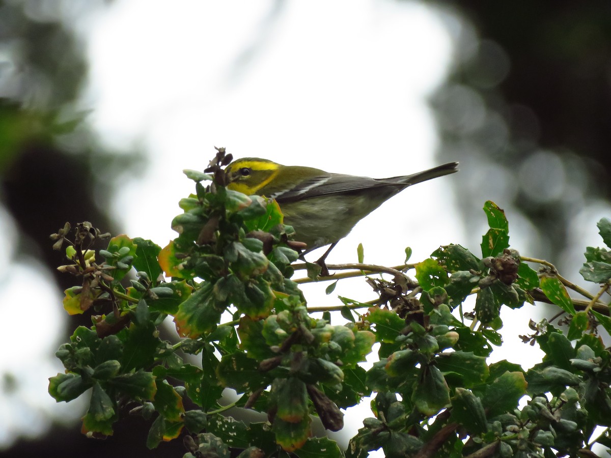 Townsend's Warbler - ML643003949