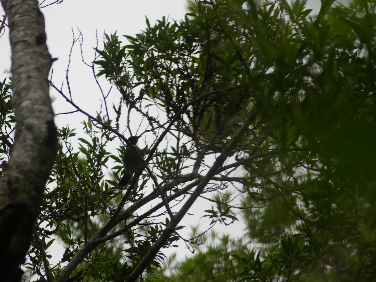 White-throated Thrush - ML643003958