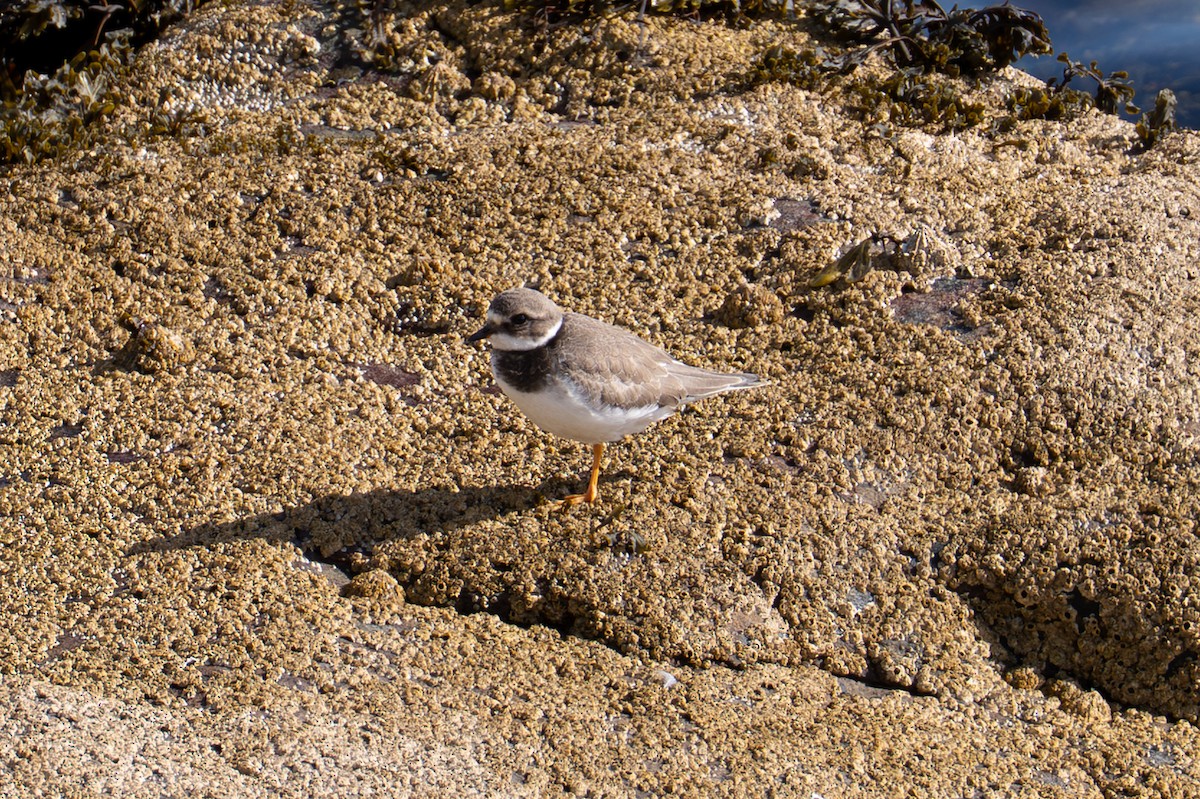 Common Ringed Plover - ML643003977