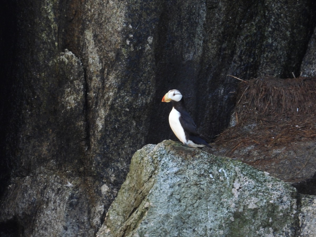 Horned Puffin - ML643003988