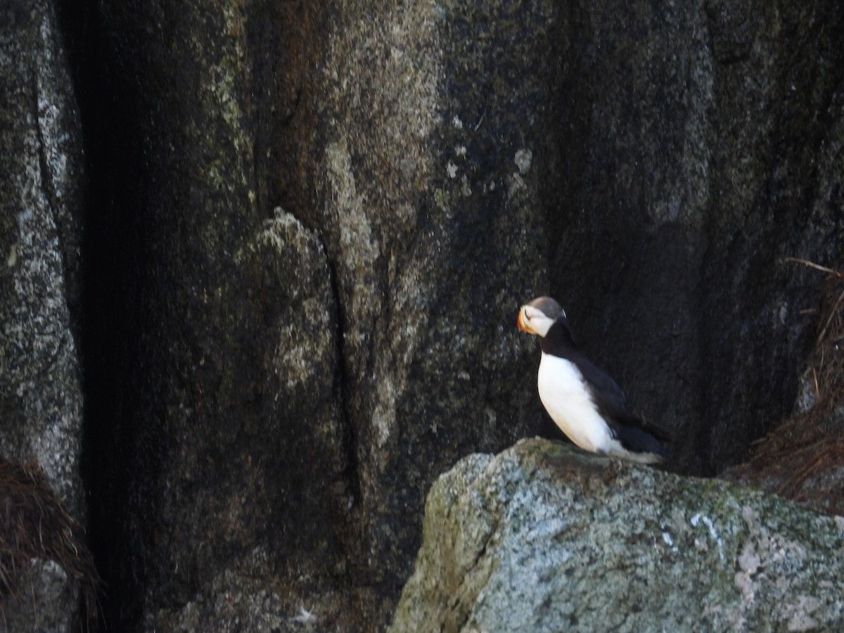 Horned Puffin - ML643003989