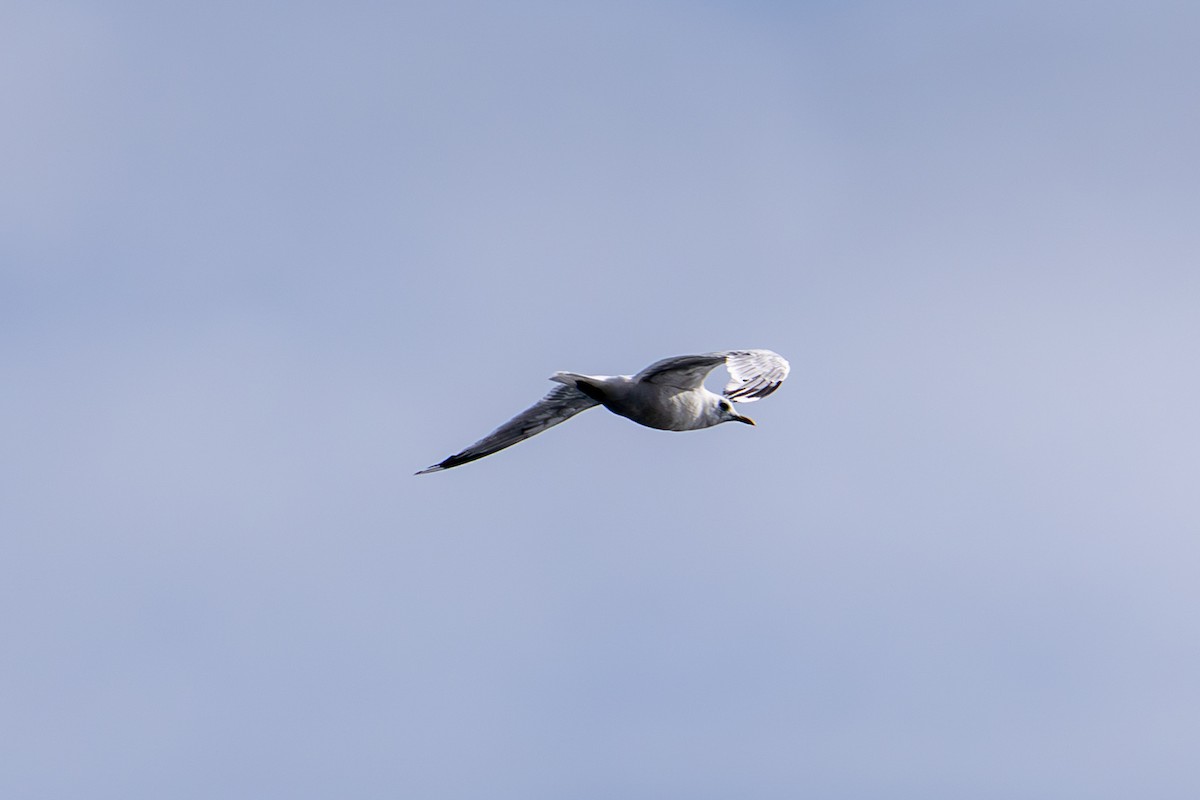 Black-legged Kittiwake - ML643004025