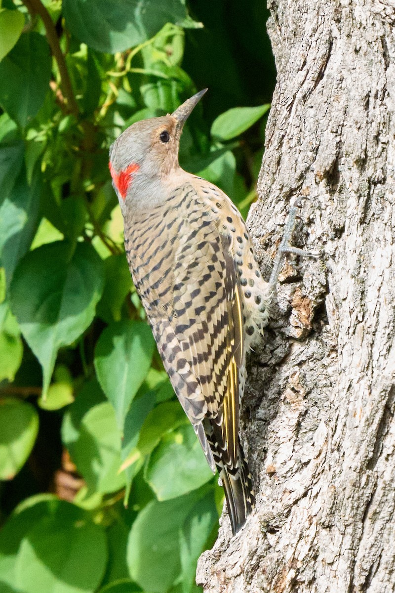 Northern Flicker - ML643004043