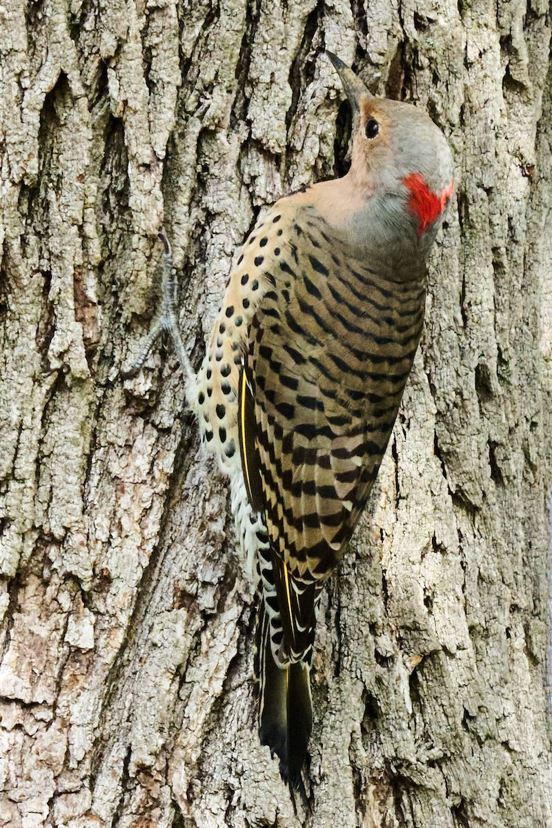 Northern Flicker - ML643004045