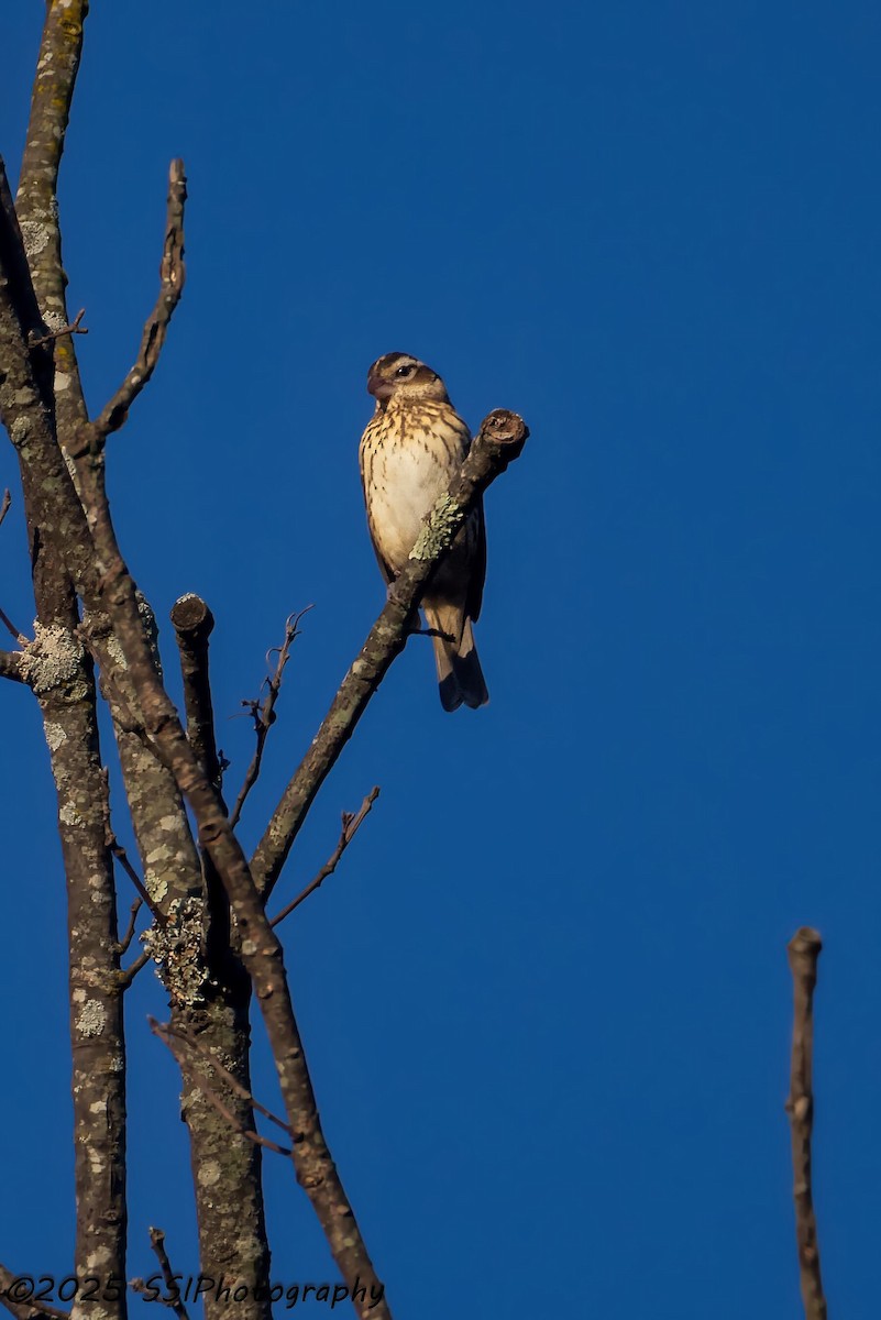 Rose-breasted Grosbeak - ML643004046