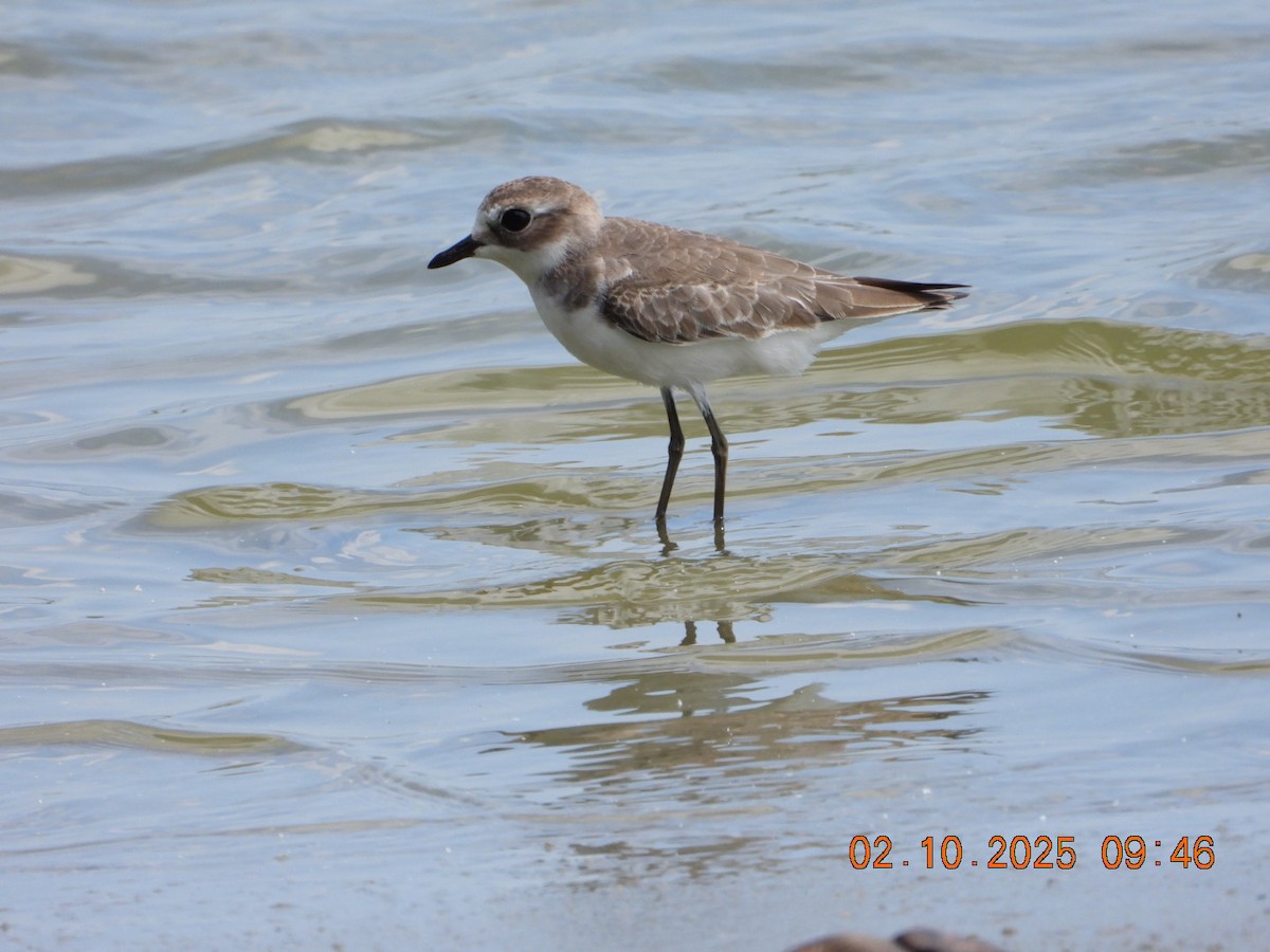 Tibetan Sand-Plover - ML643004060