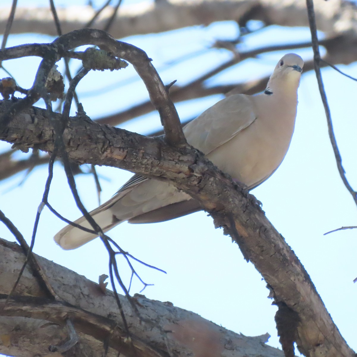 Eurasian Collared-Dove - ML643004066