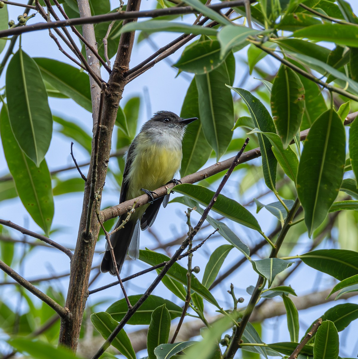 Dusky-capped Flycatcher - ML643004067